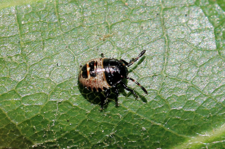 Rhaphigaster nebulosa, dalle uova al primo stadio di ninfa